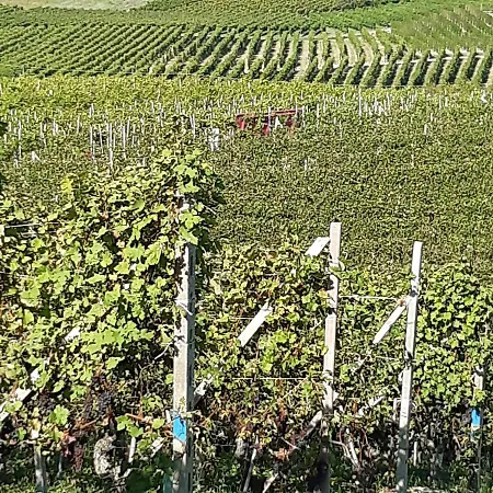 I Tre Platani * Castellinaldo