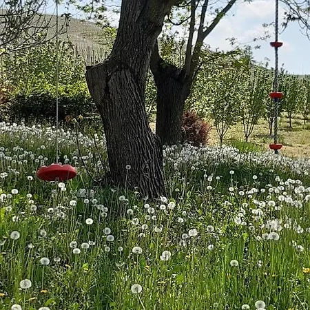 I Tre Platani * Castellinaldo